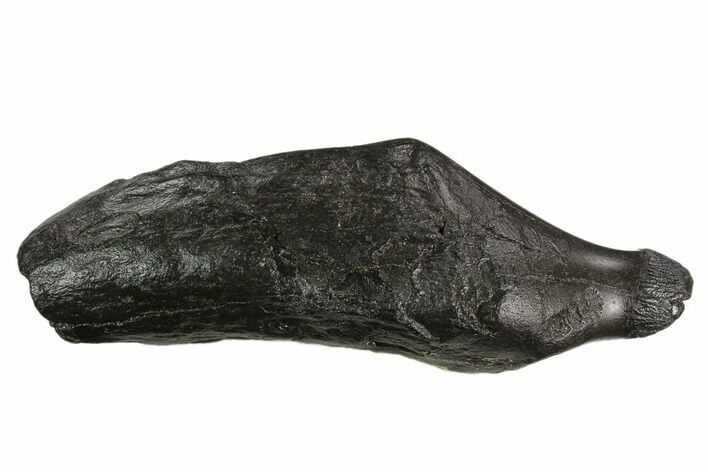 Fossil Sperm Whale (Scaldicetus) Tooth #130179